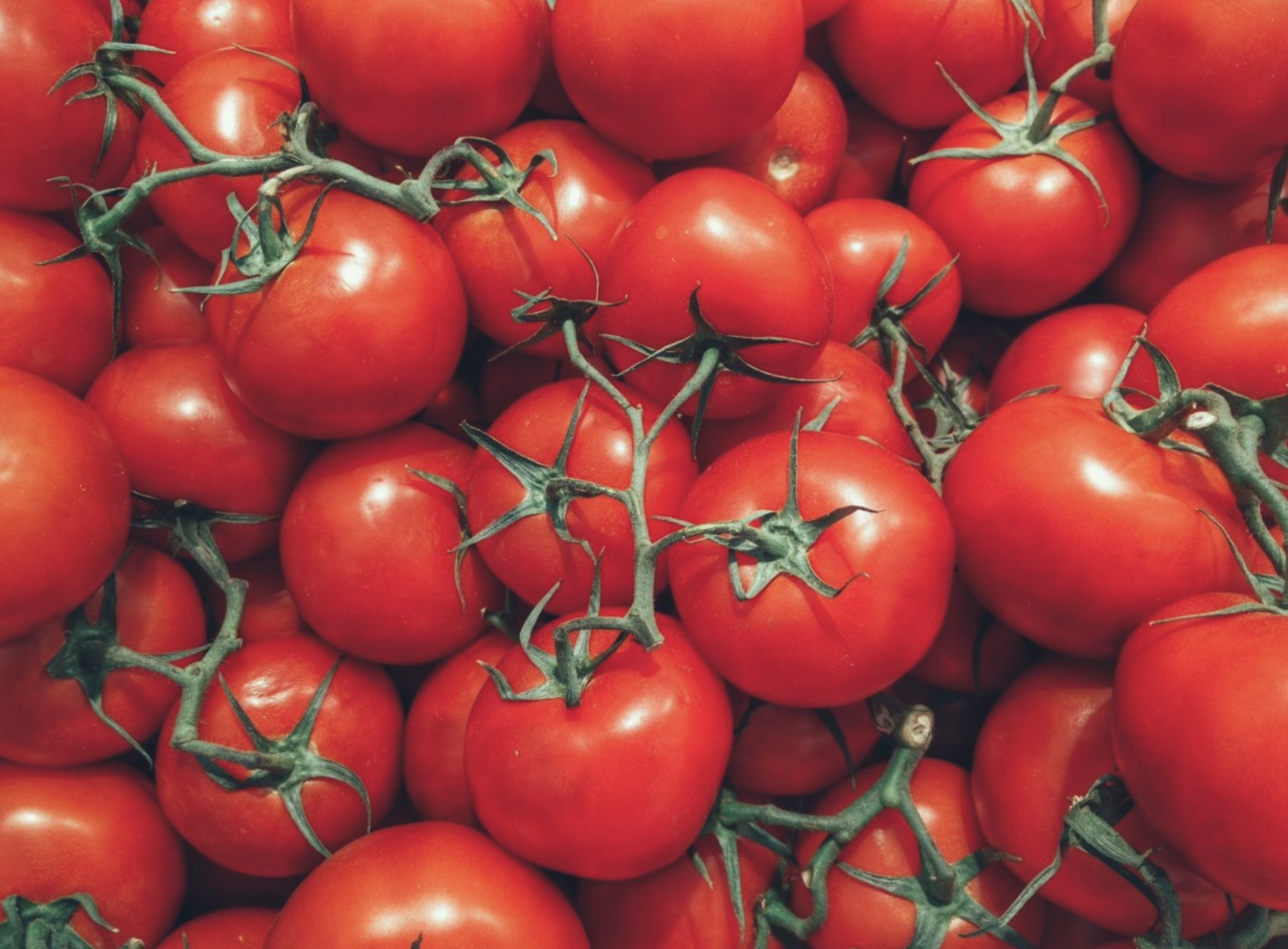 Dalla Sicilia sentenza storica per l’Itala: la Corte di Cassazione conferma la responsabilità per riproduzione illegale di varietà vegetali protette