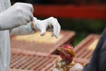 Aviaria, in Lombardia primo caso umano di A H9N2 rilevato in Europa