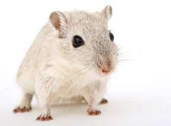 Cavie virtuali al posto degli animali, l’Agenzia europea del farmaco pronta a testare nuovo metodo
