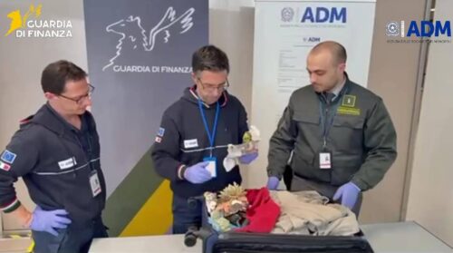 Sequestrati tredici esemplari di corallo a rischio estinzione all’aeroporto di Palermo