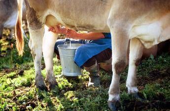 Formaggi a latte crudo, i benefici in un documento: “Troppo allarmismo”