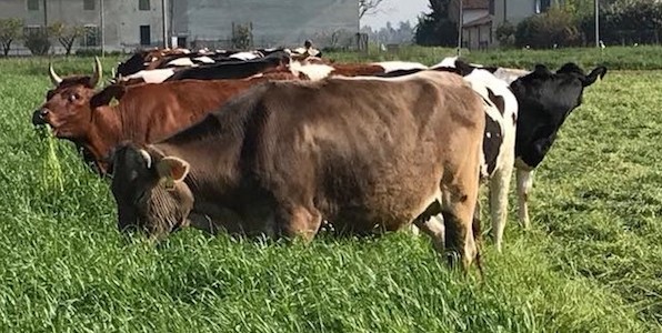 Sicilia Allevamento. In liquidazione sostegni Psr a oltre 200 aziende grazie a sinergia tra assessorato Agricoltura e Agea