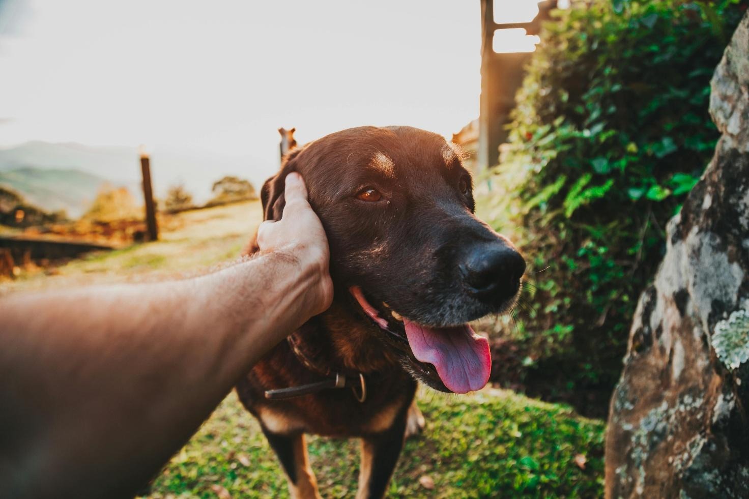 10 cose che (forse) non sapevi sui cani: curiosità e segnali da non sottovalutare