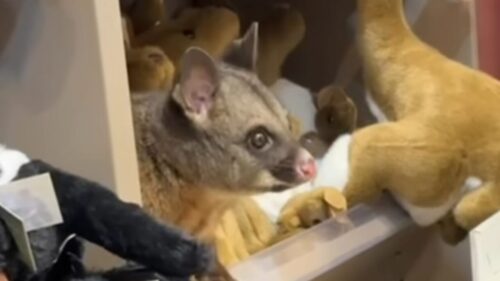 Tasmania, aeroporto: nello scaffale dei giocattoli c’è un opossum “vero”