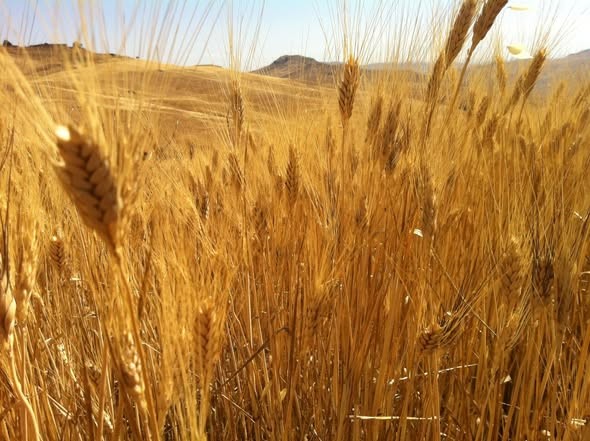 In contrada Burgio, nella Piana di Gela, cresce l’antico grano Perciasacchi: prevista una buona resa di qualità