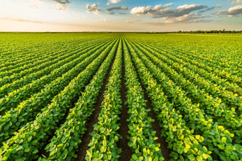 Agroalimentare, intesa Ismea e Anasb per rafforzare settore bufalino