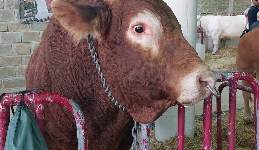Gangi, al via l’11ª Mostra Mercato Agrozootecnica e la 4ª Sagra del Cinghiale Madonita: tre giorni dedicati alle eccellenze del territorio