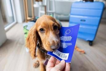 Viaggiare con cane e gatto in Europa, scattano nuove regole: documenti obbligatori e cosa cambia