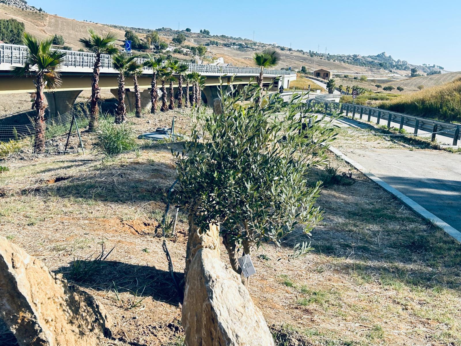 Sicilia. Prosegue l’impegno di  Anas e Co.n.Al.Pa. sul ‘Parco Rosario Livatino’