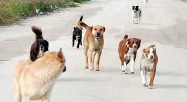 Branco di cani circonda scuola nel Siracusano, due aggressioni
