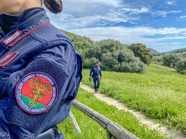 Sedici cani tenuti in locali di 2 metri quadrati e legati con una catena, denunciata coppia nel Palermitano