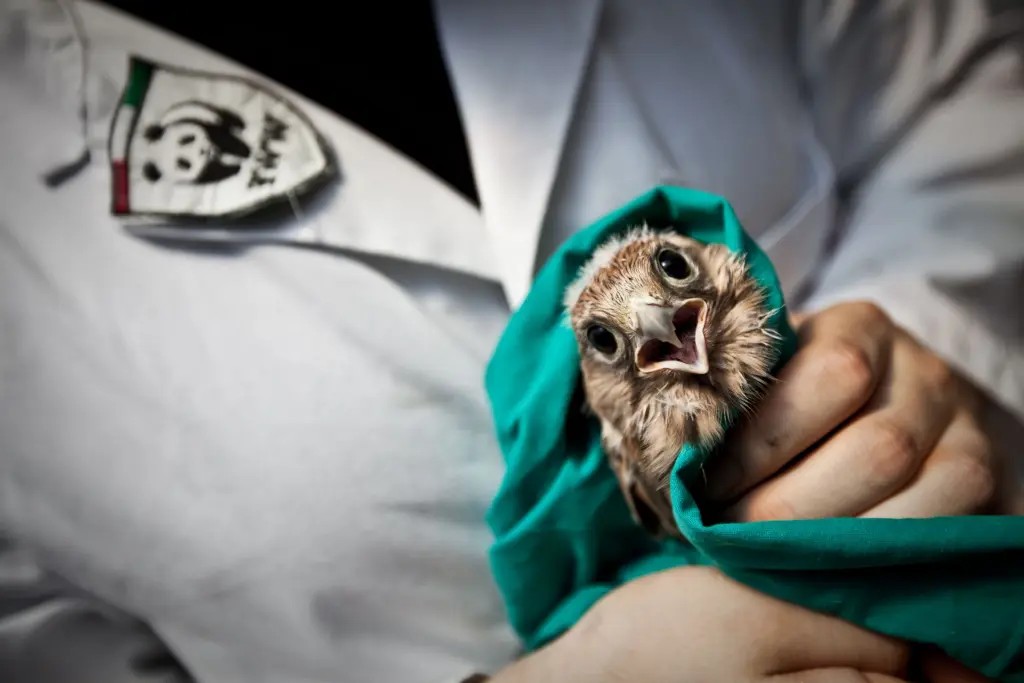 Caltanissetta. Il WWF Sicilia Centrale organizza corso di formazione per il primo soccorso alla fauna selvatica e gestione di animali in difficoltà