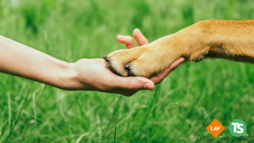 Delia. Sinergia tra istituzioni, scuola e associazioni per avviare un percorso di educazione alla tutela degli animali