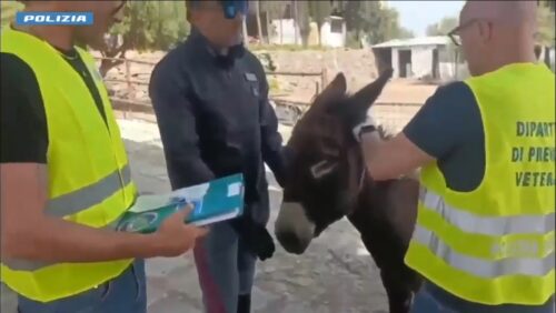 Scoperta una fattoria abusiva nel Catanese, irregolarità e sanzioni per 30mila euro
