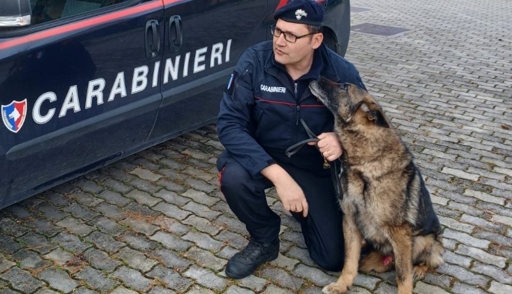 Carabinieri, a Palermo va in pensione il cane antidroga infallibile Ron: ha scovato carichi di stupefacenti nei nascondigli più sofisticati