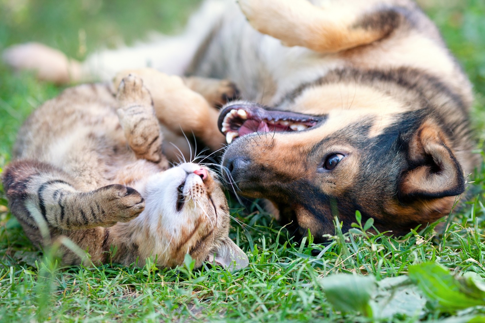 Caro animali domestici. Codacons lancia la crociata contro i rincari: “Cani e gatti non sono un lusso”