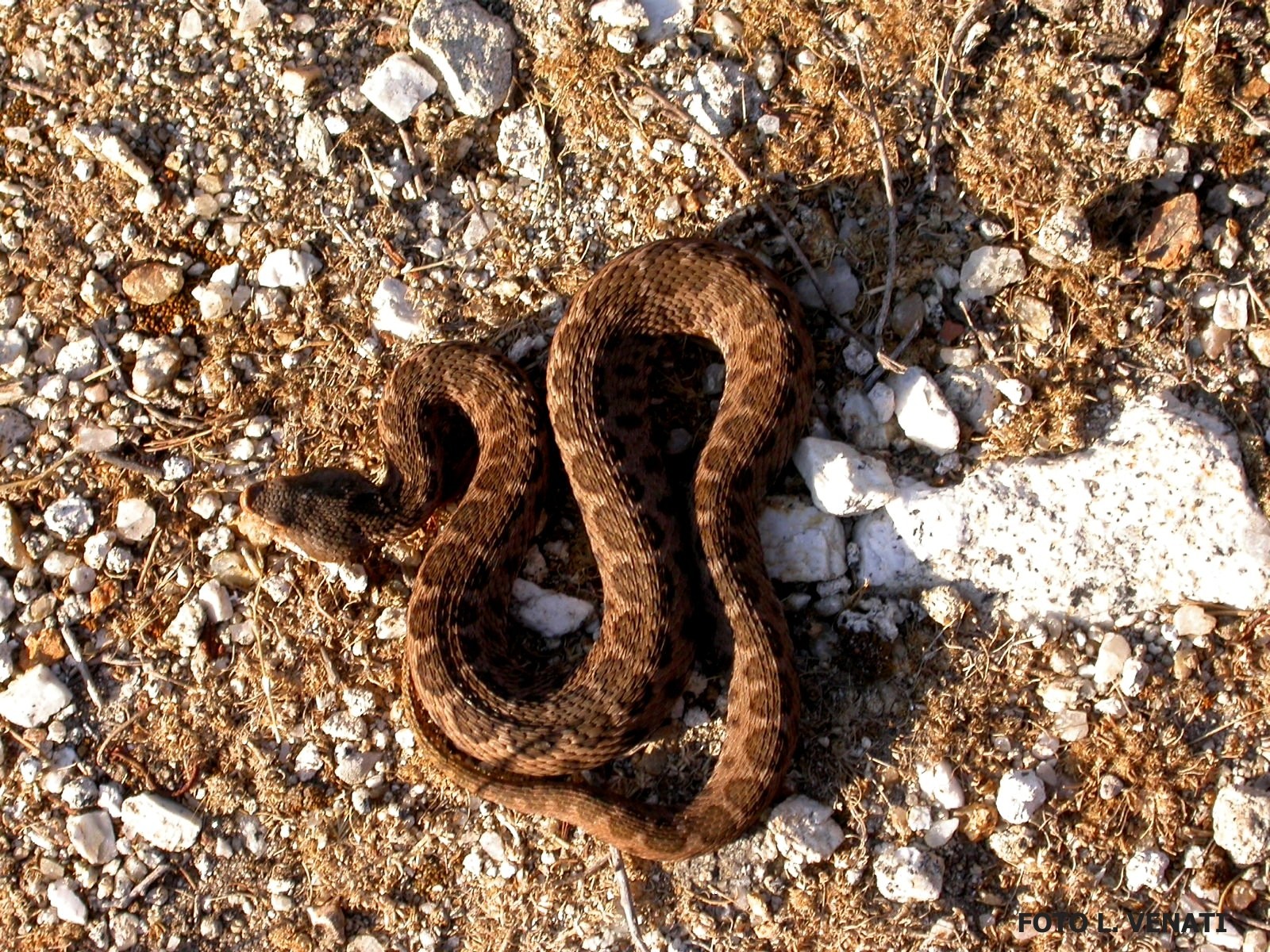 Sessantenne viene morso da una vipera: va in farmacia ma non vendono il siero. È in rianimazione