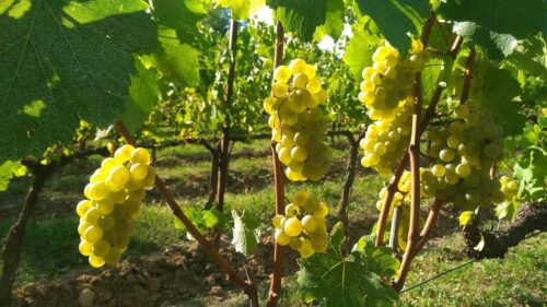 Franciacorta: il metodo classico italiano che sfida lo Champagne