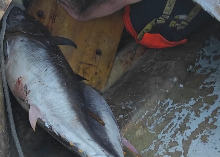 Pesca, sequestrate 14 tonnellate di tonno rosso in Sicilia Orientale
