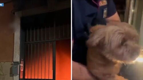 Incendio in un palazzo a Catania, la Polizia salva sette persone e due cagnolini
