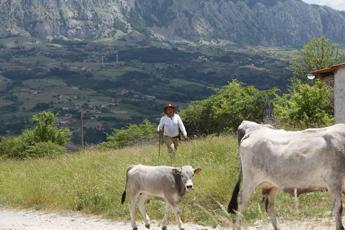 In Basilicata torna ‘Sirino in transumanza’﻿