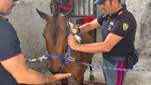 Pony rinchiuso al buio in una stalla abusiva a Catania, il proprietario denunciato per maltrattamento di animali