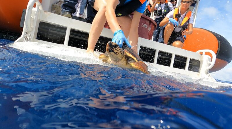 Italian Turtle Day, otto tartarughe marine già tornate in libertà. Al tramonto l’ultima liberazione a Lampedusa