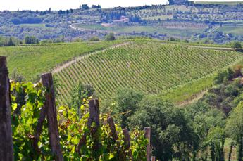 Nel Chianti riaffiora la vite etrusca, a Cetamura riscritta la storia del vino