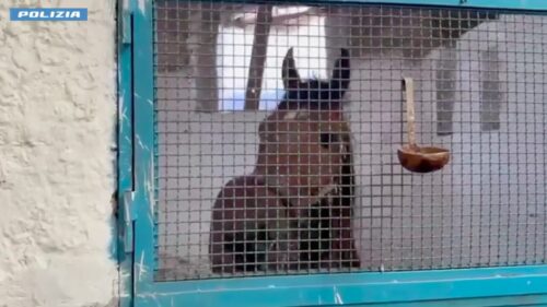 Operazione “Zoccolo duro” della Polizia a Catania: corse e macellazione clandestine di cavalli, 7 denunciati