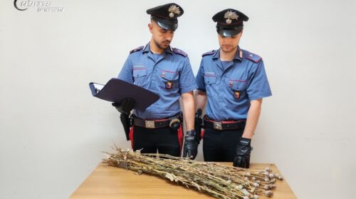 Carabinieri Caltanissetta, a Niscemi scoperta coltivazione di papavero da oppio: due denunciati