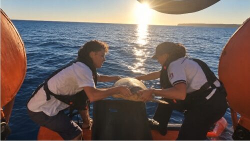 Sicilia. Italian Turtle Day, nove tartarughe marine tornano in libertà: l’Italia unita per proteggere il mare