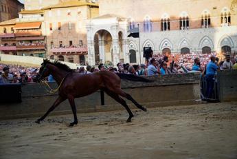 Terza prova del Palio d Siena con il fiato sospeso, il Bruco vince con il cavallo scosso