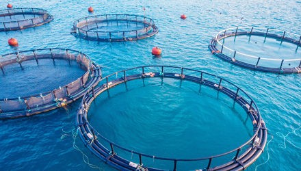 Pesca, bando da 12 milioni per investimenti nel settore dell’acquacoltura