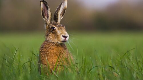 Wwf. Appello ai 16 senatori siciliani contro il Ddl Caccia (AS 1552): “Gravissimo arretramento nella tutela della biodiversità e della fauna selvatica”