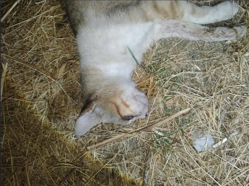 Strage di gatti randagi a Santa Teresa di Riva, Musolino(IV) presenta esposto in Procura: “È inaccettabile assistere a questa mattanza nel totale immobilismo delle istituzioni locali”
