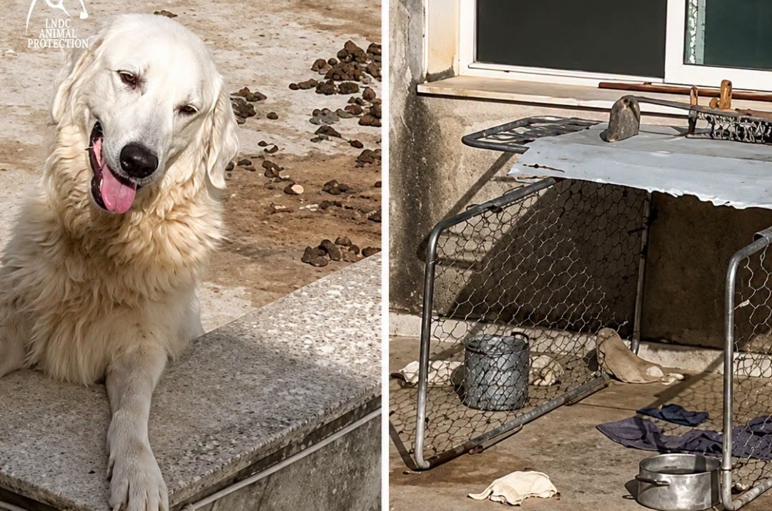 Vicenda dei 4 cuccioli morti dopo l’abbandono sotto il sole cocente: LNDC Animal Protection annuncia di aver sporto denuncia