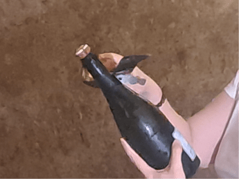 Vino: in Champagne vendemmia 2026 la più anticipata di sempre, sfida cambiamenti climatici e mercati