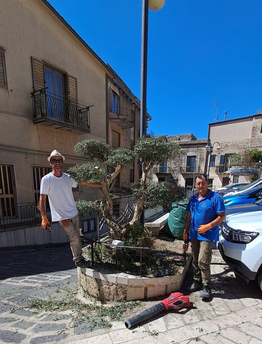 Mussomeli, Da oltre vent’anni si prende cura dell’olivo di Piazza Roma: l’impegno di Fabrizio Alio
