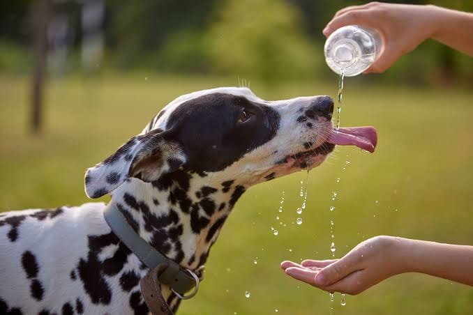 Delia, tutela degli animali d’affezione dal caldo estivo