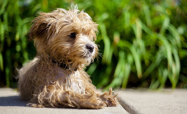 Investe un cagnolino uccidendolo davanti ai suoi padroni: denunciato 29enne per uccisione di animali e violenza privata