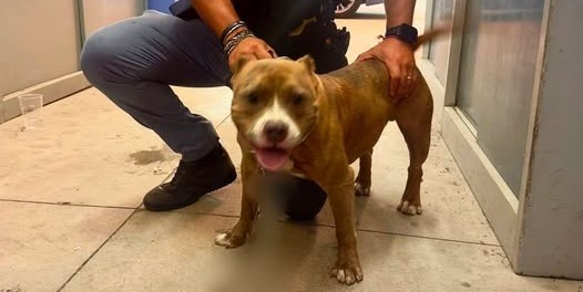 Caltanissetta. Cucciolo di pitbull abbandonato è stato salvato da una volante della Polizia