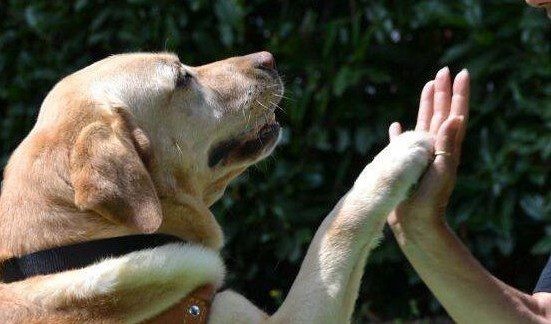 Il 26 agosto si celebra la Giornata Mondiale del Cane; in Italia oltre 9,1 milioni gli amici a quattro zampe