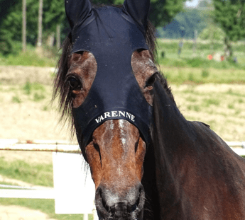 Addio a Varenne, leggenda italiana nel mondo. Muore a 31 anni il cavallo più vincente nella storia del trotto