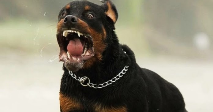 Sbranato da due rottweiler, muore 72enne