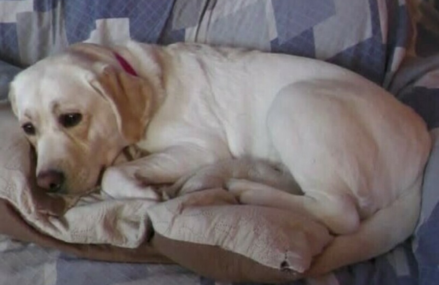 ‘Avverte’ la proprietaria che ha un tumore, premiato il cane Joy. Il riconoscimento a un labrador di due anni