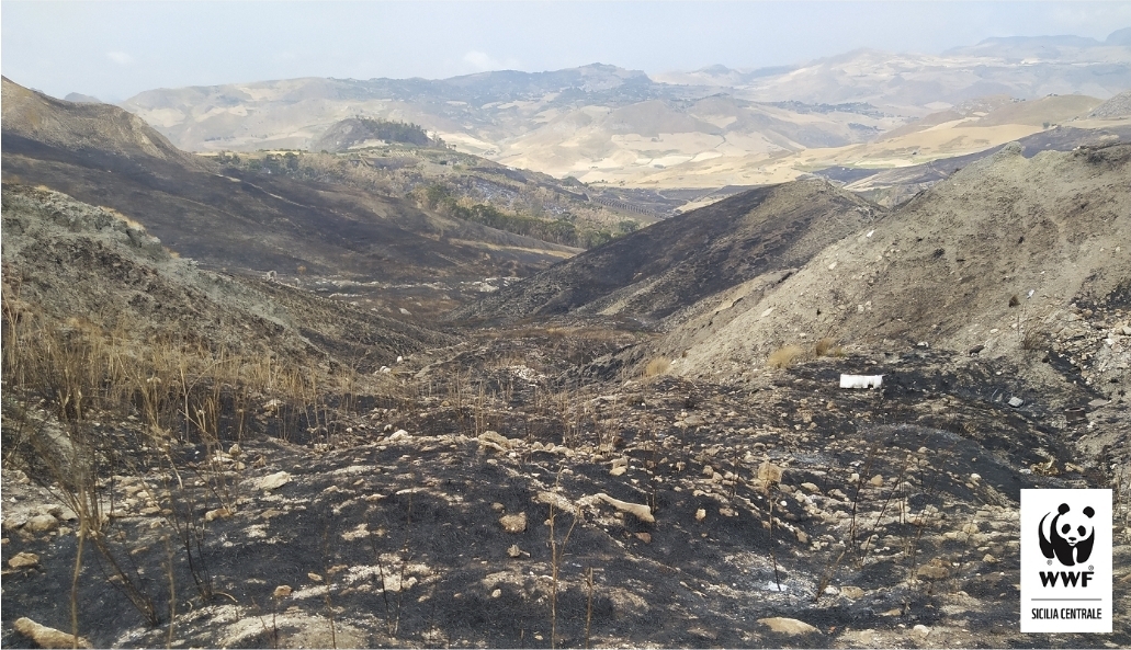 Incendi nel Nisseno, la denuncia del WWF Sicilia Centrale: “Illegalità diffusa tra omessi controlli e violazioni delle prescrizioni antincendio”