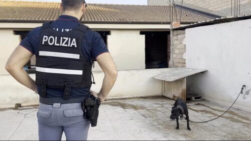Plauso del WWF a Magistratura e Forze di Polizia per operazione “L’Inferno dei Pitbull”: “Nel Nisseno la zoomafia fenomeno che lo Stato deve reprimere con forza”