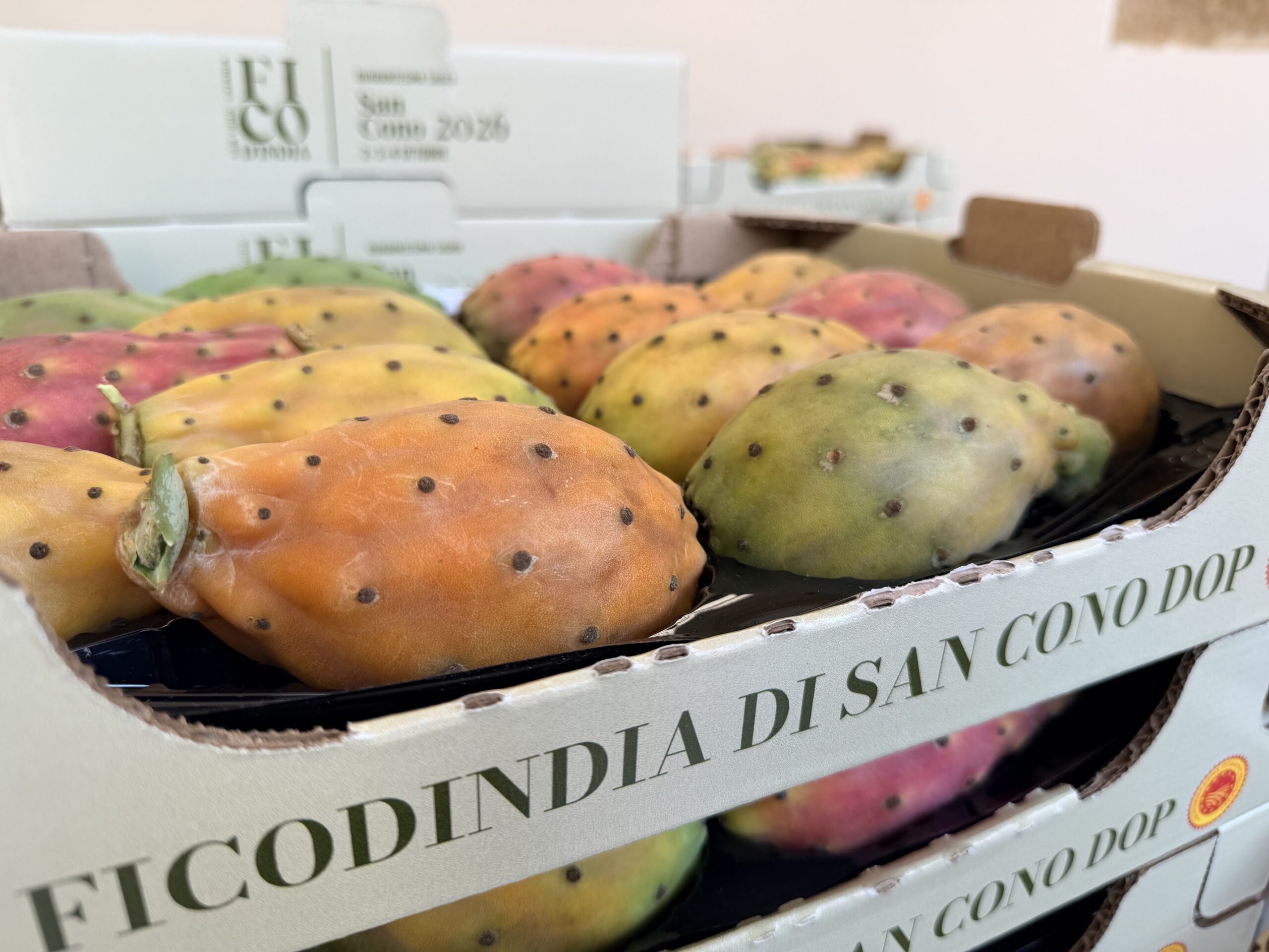 Dal 2 al 4 ottobre San Cono celebra la 40ª Sagra del Ficodindia tra gusto, tradizioni e futuro della filiera