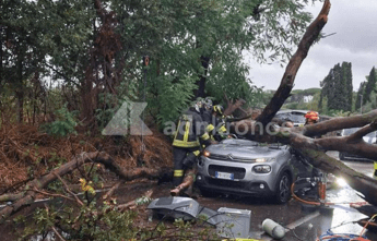 Maltempo a Roma, albero caduto sull’auto: chi paga i danni? La risposta degli esperti
