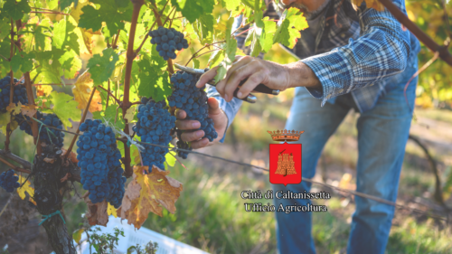 Caltanissetta. Ufficio Agricoltura a supporto del comparto vitivinicolo per la stagione della vendemmia  